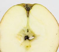 Karen Hanses æble 2